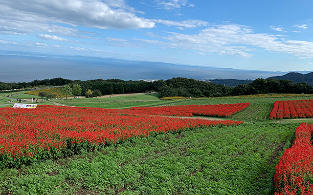 あわじ花さじき